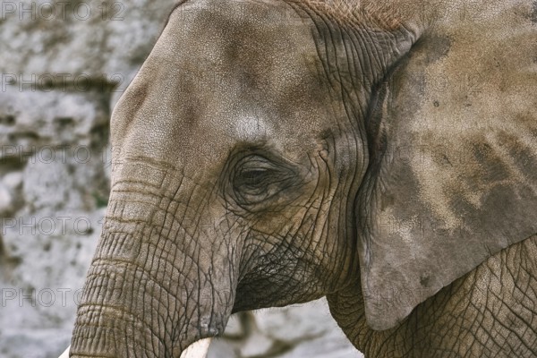 Close-up Portrait of Asiatic Elephant (Elephas Maximus) Vienna, Austria, Europe