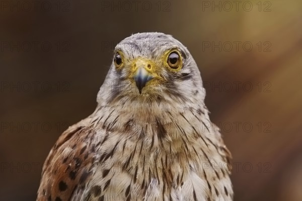 Portrait of Common Kestrel (Falco Tinnunculus) Obermaiselstein, Germany, Europe