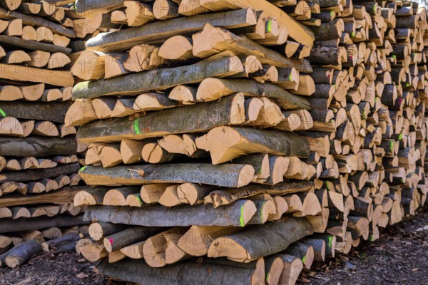 Trees in a forest were cut down during timber work. Natural, energy-friendly and sustainable heating. Austria