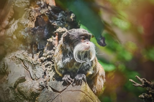Emperor Tamarin (Saguinus Imperator) on the Log Nyiregyhaza, Hungary, Europe