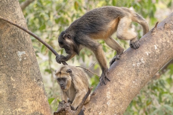 Black howler (Alouatta), 2 young, juvenile, Pantanal, inland, wetland, UNESCO Biosphere Reserve, World Heritage Site, wetland biotope, Mato Grosso, Brazil, South America