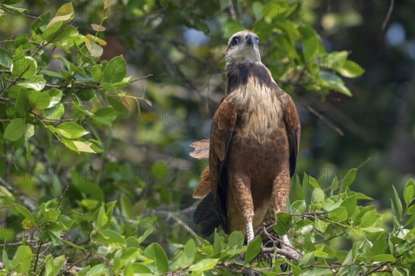 Fish Buzzard (Busarellus nigricollis), Pantanal, inland, wetland, UNESCO Biosphere Reserve, World Heritage Site, wetland biotope, Mato Grosso, Brazil, South America