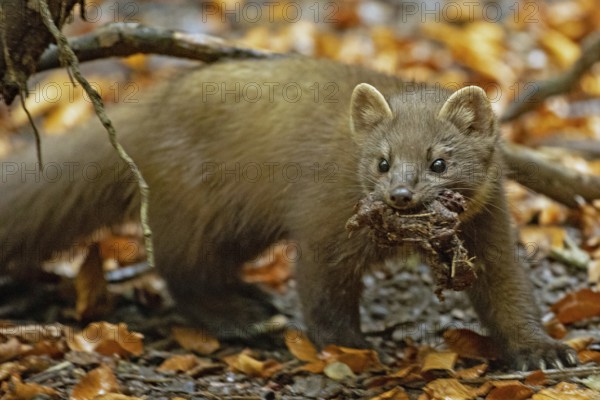 Pine marten with food in mouth standing in front of branch and coloured autumn leaves looking from the front