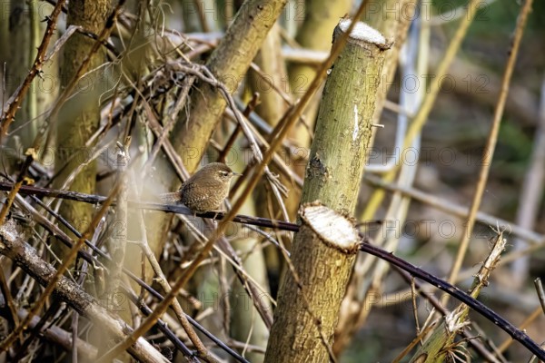 Small bird on cut branches surrounded by tree trunks in a natural environment, the wren (Troglodytes troglodytes)