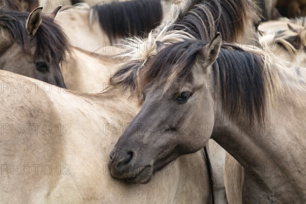 The Dülmen horses live wild near Dülmen, in the Merfelder Bruch nature reserve in North Rhine-Westphalia. The eel line on their backs is a typical feature of these wild horses. Wild live the Dülmen horses near Dülmen, in the nature reserve Merfelder Bruch, North Rhine-Westphalia. A characteristic feature of the wilds is the eel on the back