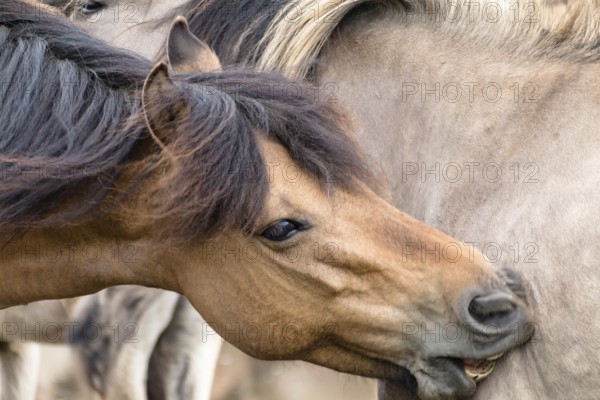 The Dülmen horses live wild near Dülmen, in the Merfelder Bruch nature reserve in North Rhine-Westphalia. The eel line on their backs is a typical feature of these wild horses. Wild live the Dülmen horses near Dülmen, in the nature reserve Merfelder Bruch, North Rhine-Westphalia. A characteristic feature of the wilds is the eel on the back