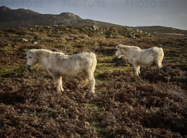 Wild horses can be seen throughout the seasons near to the Carn Llidi peak
