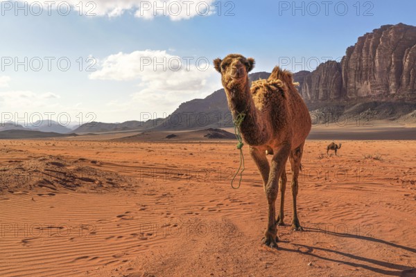 Two camels, large animal in foreground, walking on orange red sand of Wadi Rum desert, mountains background, Wadi Rum, Jordan, Asia