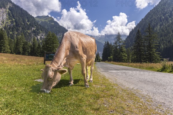 Impressions from Mallnitz Hohe Tauern National Park Seebachtal