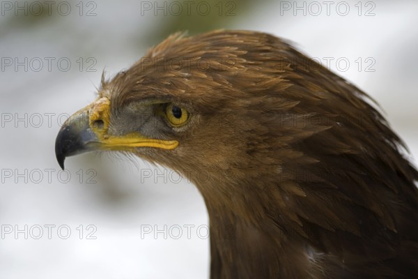 Eagle portrait