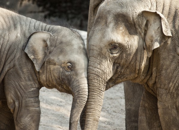 Young Asian elephants (Elephas maximus)