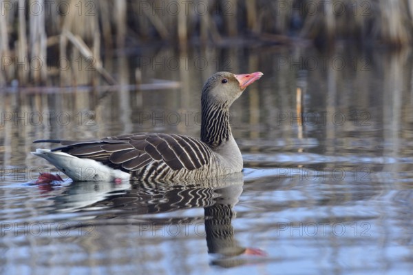 Greylag goose in morning. Wild, geese. Greylag geese in Upper Lusatia