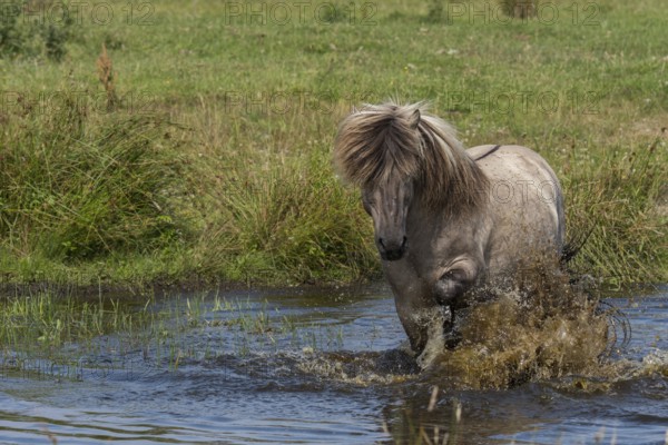 Konik cools down in the water