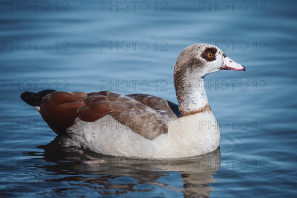 Duck (anatis) Offenbach am Main, Germany, Europe