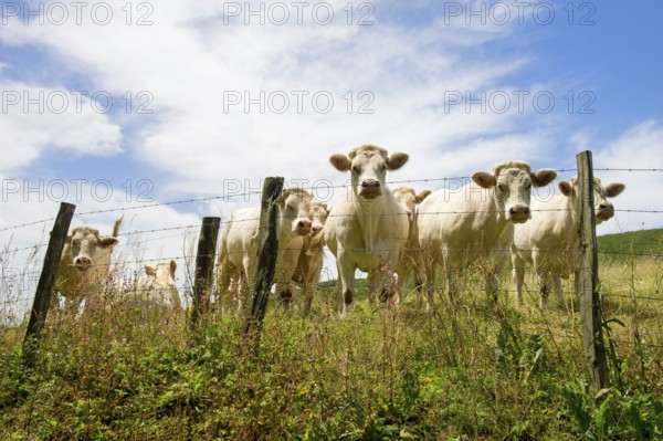 Herd of white Charolais cows in France