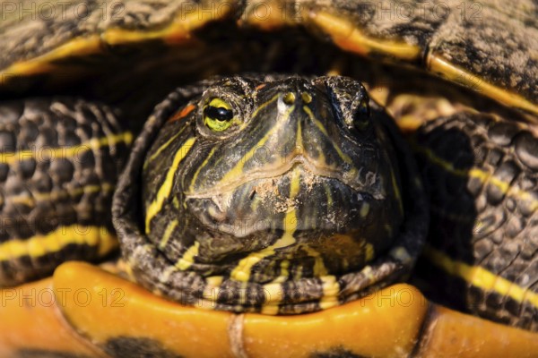 Photo Picture of Red Eared Terrapin Trachemys Scripta Elegans Tortoise