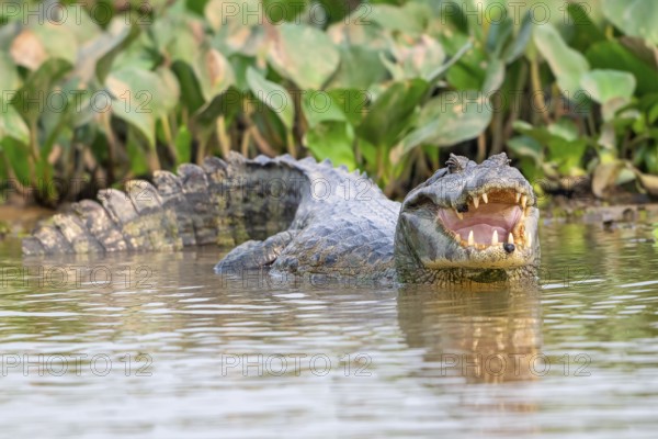 Spectacled caiman (Caiman crocodilus yacara), Crocodile (Alligatoridae), crocodile (Crocodylia), leech (Hirudinea), reflection, Pantanal, inland, wetland, UNESCO Biosphere Reserve, World Heritage Site, wetland biotope, Mato Grosso, Brazil, South America