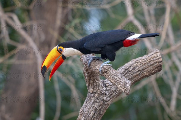 Giant toucan (Ramphastos toco), Pantanal, inland, wetland, UNESCO Biosphere Reserve, World Heritage Site, wetland biotope, Mato Grosso, Brazil, South America