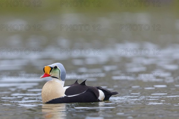 Common eider, (Somateria spectabilis), male, drake, Norway, Spitsbergen, swimming in the water, Longyearbyen, Svalbard / Spitsbergen, Norway, Europe
