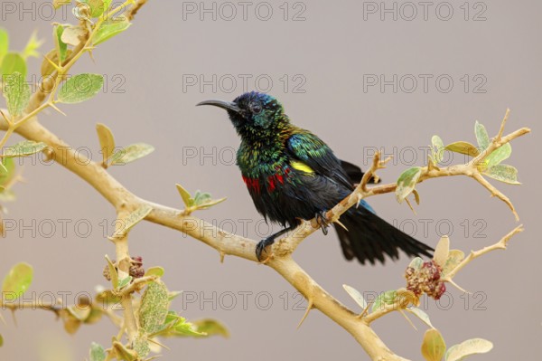 Glossy Sunbird, (Nectarinia habessinica), perching station, Middle East, Oman, Ayn Tobroq and Ayn Athum junction, Salalah, Dhofar, Oman, Asia