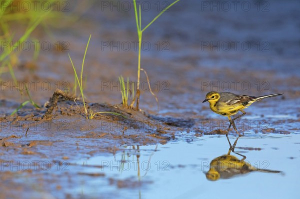 Citrine wagtail, (Motacilla citreola), foraging in a biotope, Middle East, Oman, songbird, family of stilts and pipits, Raysut, Salalah, Dhofar, Oman, Asia