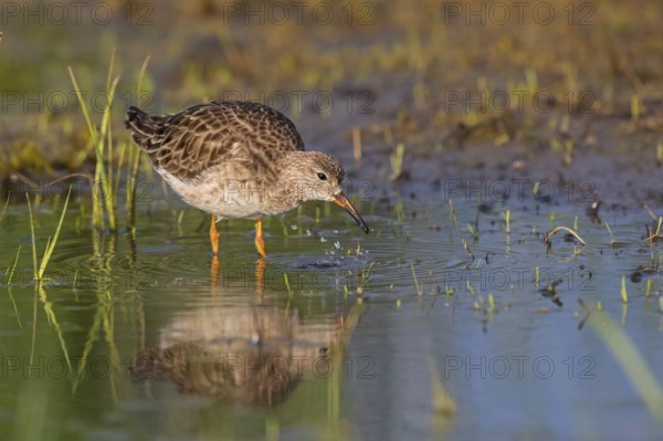 Ruff, Philomachus pugnax, Combattant varié, Chevalier combattant, Combatiente Lesbos, Greece, Europe