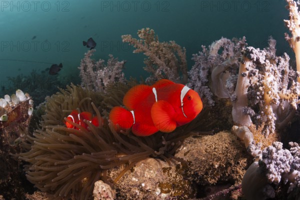 Anemonefish at the Lockheed P-38 Lightning Fighter aircraft wreck, Marovo Lagoon, Solomon Islands, Oceania