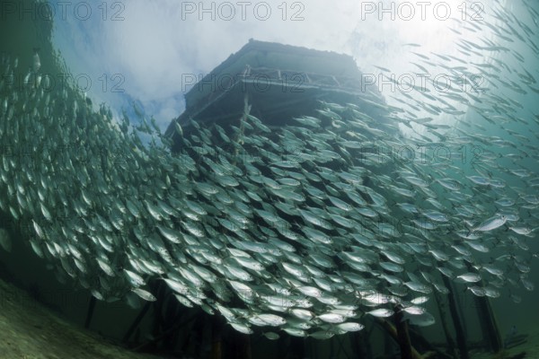 Shoal of yellow-striped herring mackerel in the lagoon of Ahe Island, Selaroides leptolepis, Cenderawasih Bay, West Papua, Indonesia, Asia