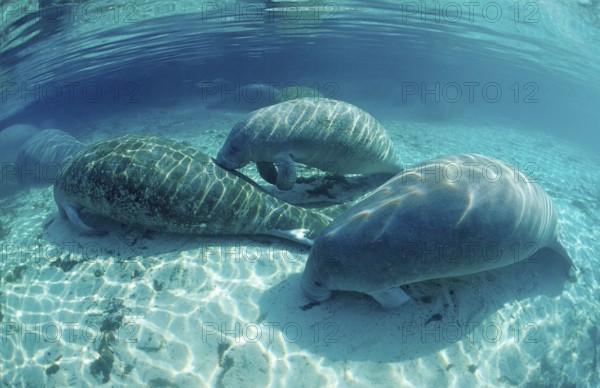 Round-tailed manatee, Trichechus manatus latirostris, USA, Florida, FL, Crystal River, North America