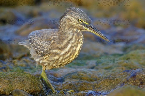 Animals, birds, heron, mangrove heron, (Butorides striatus), foraging in biotope, Quarayyat, Muscat, Muscat, Oman, Asia