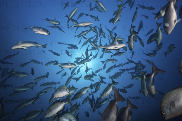 Shoal of bluegill, Kyphosus analogus, San Benedicto, Revillagigedo Islands, Mexico, Central America
