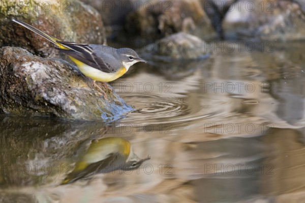 Grey wagtail, (Motacilla cinerea), biotope, animals, birds, songbird species, family of wagtails and pipits, Israel, Asia