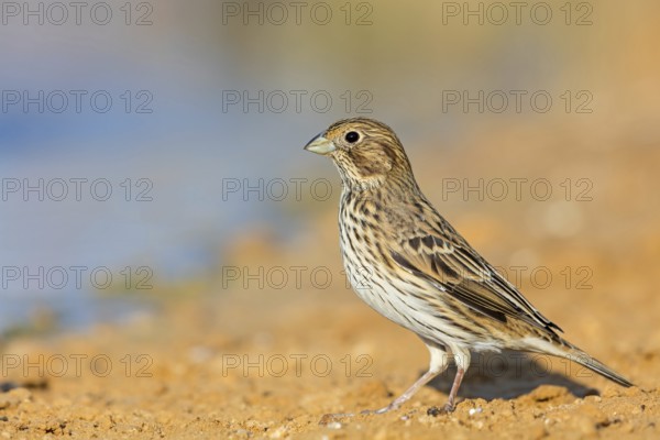 Corn bunting, (Emberiza calandra), bunting, animals, birds, bunting family, Celias Waterhole, Ezuz, HaDarom, Israel, Asia