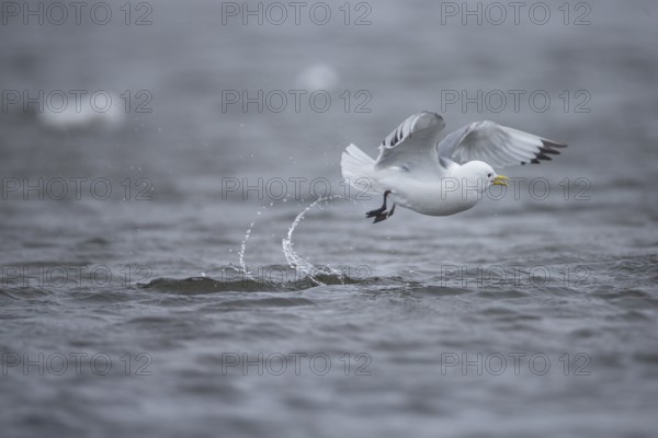 Black-legged kittiwake (Rissa tridactyla)