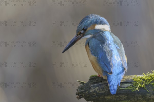 Kingfisher (Alcedo atthis)