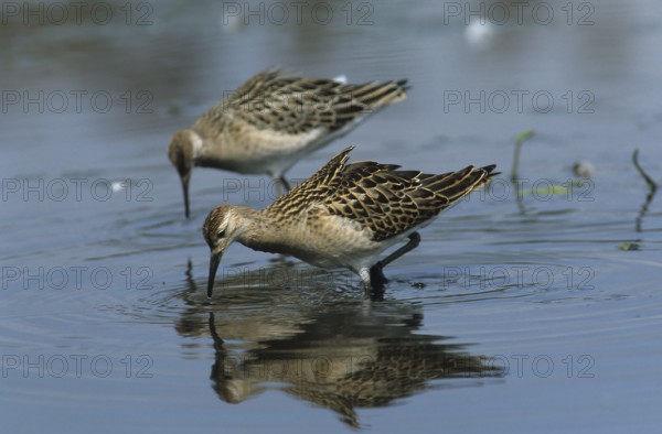 Ruff, winter plumage (Philomachus pugnax)