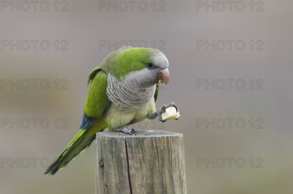 Monk parakeet, snacking (Myiopsitta monachus)