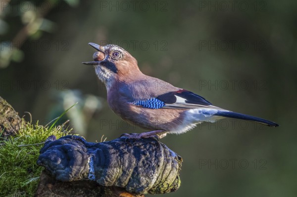 Eurasian jay swallows acorn (Garrulus glandarius)