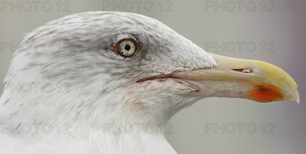 Herring Gull (Larus argentatus)