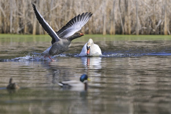 Mute swan and grey goose (Anser anser, Cygnos olor)