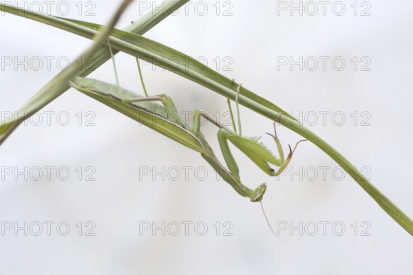 Praying mantis (mantis religiosa)