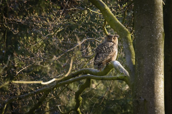 Eurasian Eagle-owl - adult animal (Bubo bubo)