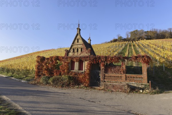 Vineyards in Autumn, View from the Wartberg, Heilbronn, Baden-Württemberg, Germany, Europe
