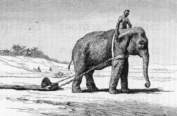 Dr Paul Neis undertook a scientific mission to Cochinchina and Laos on behalf of the French Minister of Public Education. He returned to Bangkok by way of Chiang Mai and north Thailand. His mission lasted for 19 months between 1882 and 1884