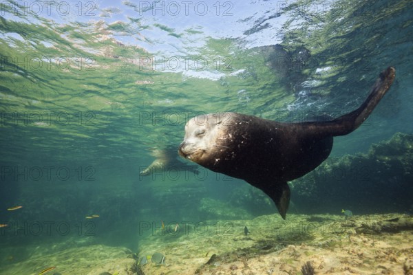 California sea lion bull, Zalophus californianus, La Paz, Baja California Sur, Mexico, Central America