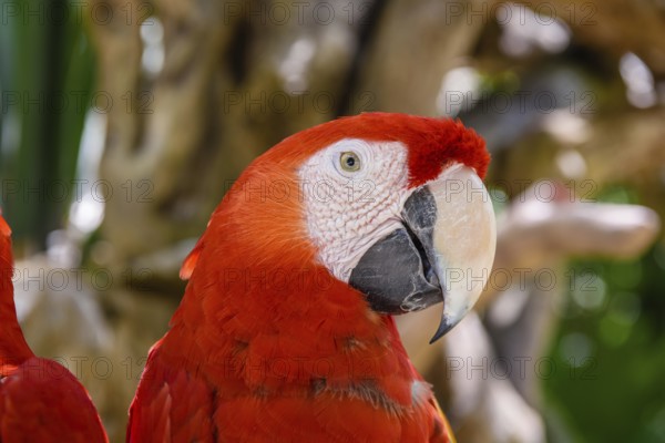 2 scarlet macaws Ara macao, red, yellow, and blue parrots sitting on the brach in tropical forest, Playa del Carmen, Riviera Maya, Yu atan, Mexico, Central America