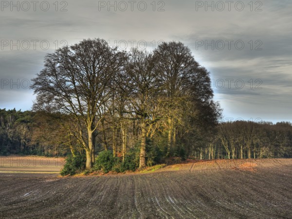 A group of trees stands alone in a wide harvested field, Reken, münsterland, germany