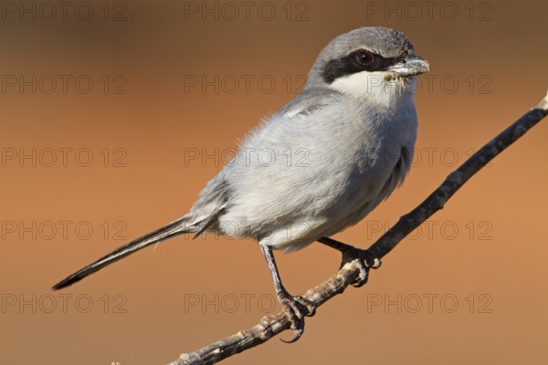 Mediterranean Grey Shrike, Mediterranean Grey Shrike, Great Grey Shrike, (Lanius excubitor meridionalis), Lanius merdionalis koenigii, Lanius meridionalis, Iberian Grey Shrike, perch, Fuerteventura, Spain, Europe