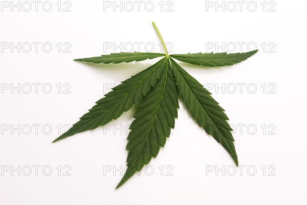 Cannabis leaf, marijuana leaf isolated on white