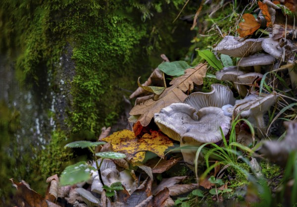White mushrooms and autumn leaves spread over a moss-covered forest floor, Perlbachtal, Lower Bavaria